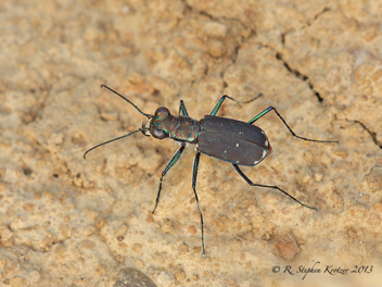 Cicindela rufiventris